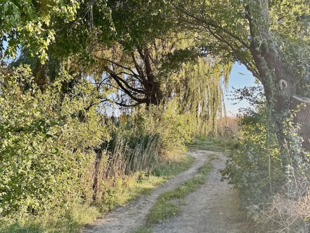 Sonnendurchfluteter Naturweg unter grünen Bäumen.