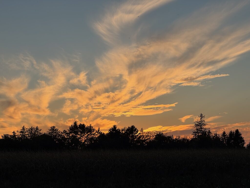 Warmer Sonnenuntergang hinter einer Baumreihe – Sinnbild für Ruhe, Regeneration und natürliche Lebensenergie.